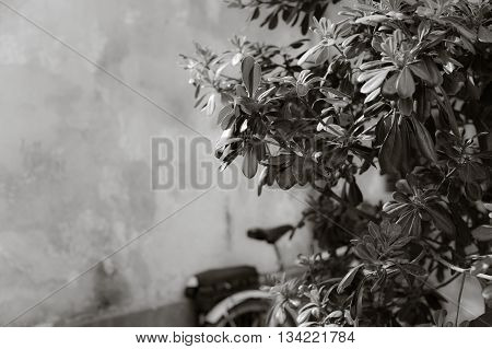 The branches of a bush pittosporum tobira in the Italian courtyard. A bicycle leaning against a shabby wall in the background. A monochrome image, black and white. Free space.