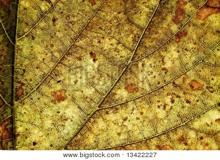 Herfst blad textuur met aderen