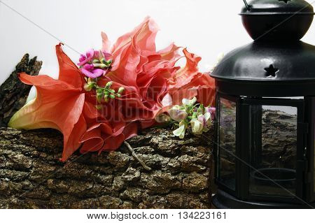 Flashlight near flowers Brugmansia on tree bark