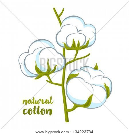 cotton brunch on white background