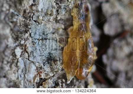 The Yellow Drop Of Resin On A Tree
