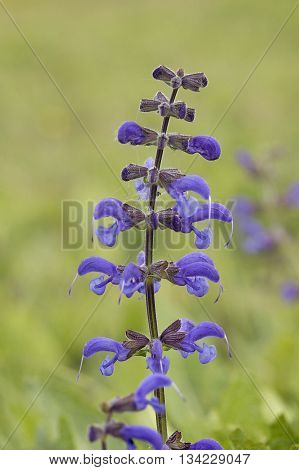 Meadow Clary - Salvia pratensis Rare Grassland Flower