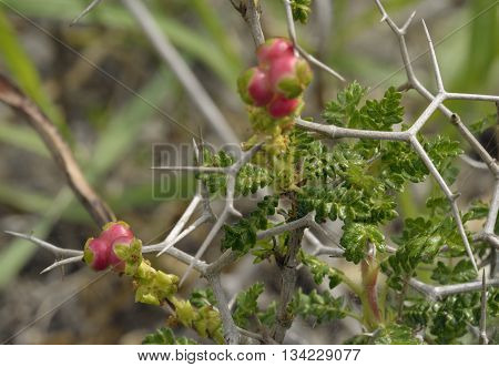Spiny or Thorny Burnet - Sarcopoterium spinosum Mediterranean Shrub
