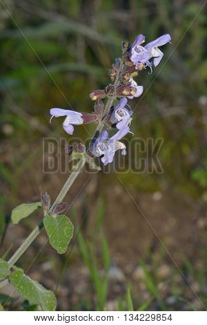 Wild Clary - Salvia verbenaca Wild Flower from Cyprus