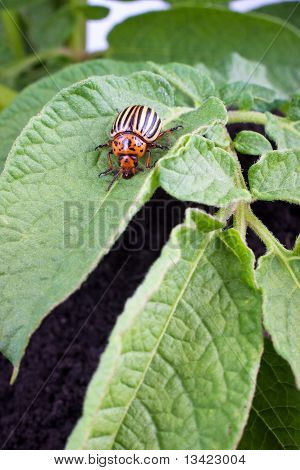 Colorado Potato Beetle