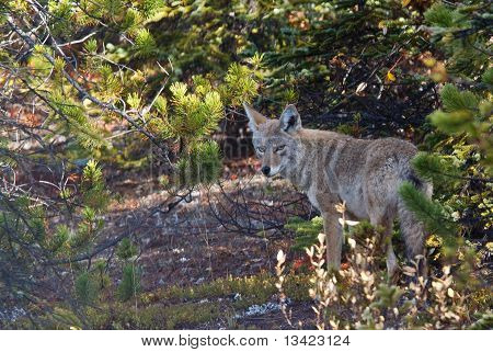 Coyote, Canis Latrans