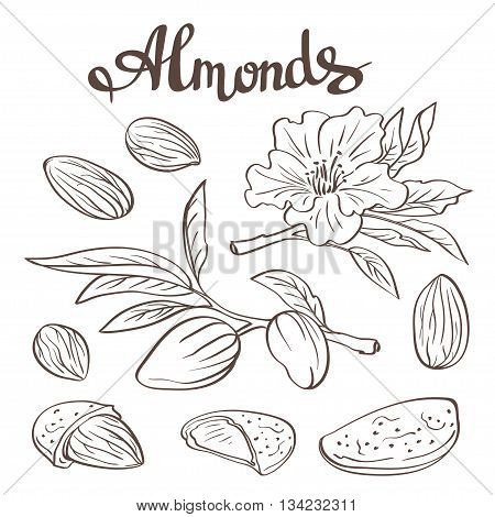 Almonds with kernels, leaves and flower. Vector illustration.