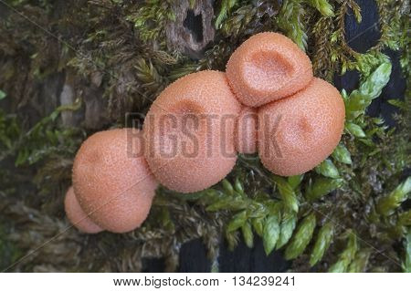 Wolf's milk slime mold (Lycogala epidendrum) orange stage. Called Groening's slime also