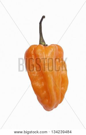 Habanero hot pepper (Capsicum chinense Habanero). Image of single orange pepper isolated on white background