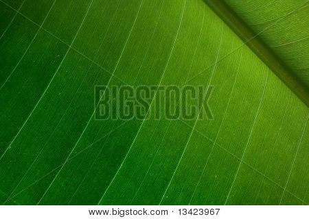 Palm leaf detail