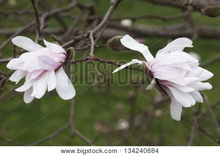 Centennial star magnolia flowers (Magnolia stellata Centennial). Called Centennial Blush star magnolia also