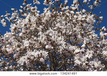 Centennial star magnolia flowers (Magnolia stellata Centennial). Called Centennial Blush star magnolia also
