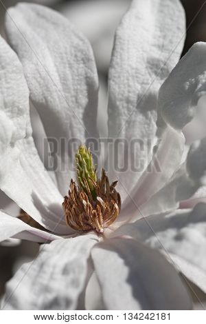 Star magnolia flower (Magnolia stellata). Another scientific name is Magnolia kobus var. stellata