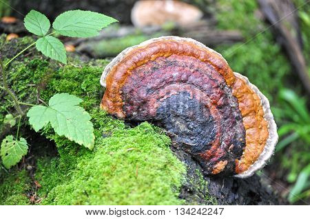chaga a mushroom on a tree on summer
