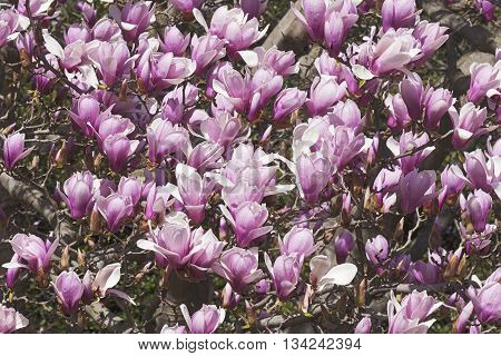 Verbanica saucer magnolia flowers (Magnolia x soulangeana Verbanica)