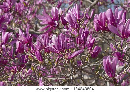 Girl hybrid magnolia Ann flowers (Magnolia x hybrid Ann). Hybrid between Magnolia liliiflora and Magnolia stellata