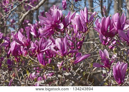 Girl hybrid magnolia Ann flowers (Magnolia x hybrid Ann). Hybrid between Magnolia liliiflora and Magnolia stellata