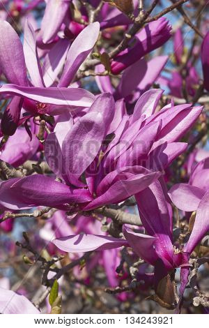 Girl hybrid magnolia Ann flowers (Magnolia x hybrid Ann). Hybrid between Magnolia liliiflora and Magnolia stellata