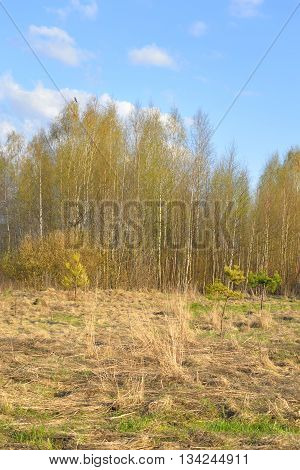 The photo of forest at spring sunny day.