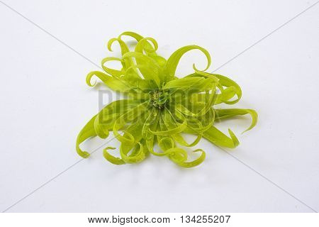 Ylang-Ylang Flower /Cananga odorata isolated on white background
