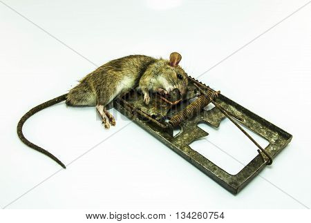 A dead rat killed by rat-trap dirt.