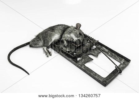 A dead rat killed by rat-trap dirt.