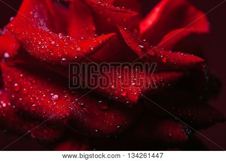 Red Rose With Water Drops