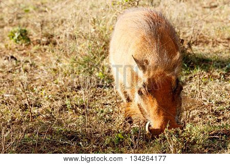Piggy - Phacochoerus Africanus  The Common Warthog