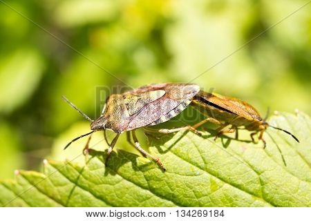Reproduction of forest bugs on a green leaf