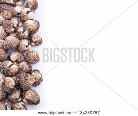 Raw Blood Cockle Isolated On White Background