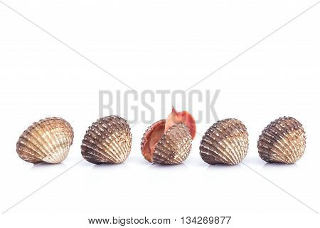 Raw Blood Cockle Isolated On White Background