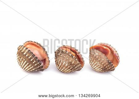 Raw Blood Cockle Isolated On White Background