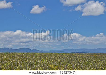 Peneaple Farm At Torres
