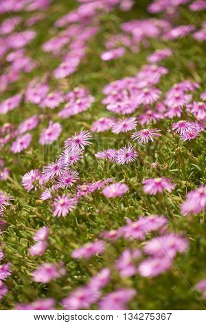 Many Fig Marigold flowers with long thin pink petals shot with a shallow depth of field for an artistic blur in the foreground and background