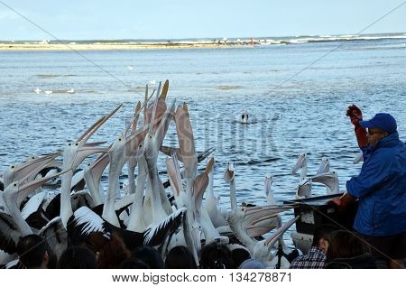 The Entrance - 12.06.2016, The Pelican Feeding takes place on The Entrance waterfront each day and is one of the Central Coast's most popular tourist attractions, entertaining and educating visitors and residents alike about the area's own pelican colony.