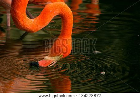 photo of a pink flamingo drinking water