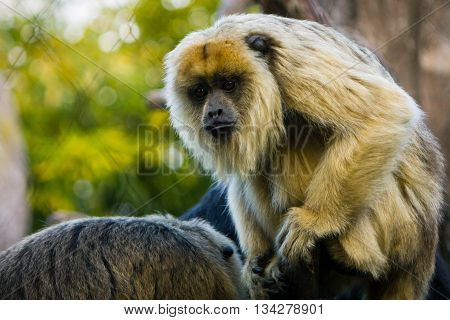 photo of a monkey sitting on a tree