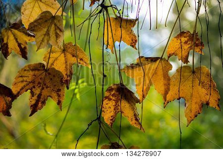 dry leaves hanging from a tree in autumn