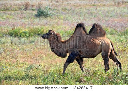Beautiful  bactrian camel or Camelus bactrianus is grazing in steppe