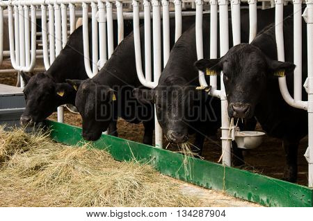 Aberdeen Angus calves in feedlot eating hay
