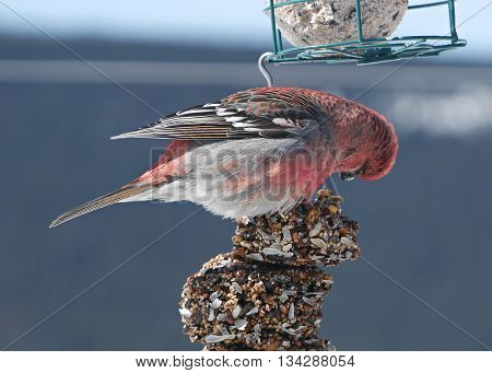 stunning red male pine grosbeak feeding on backyard feeder