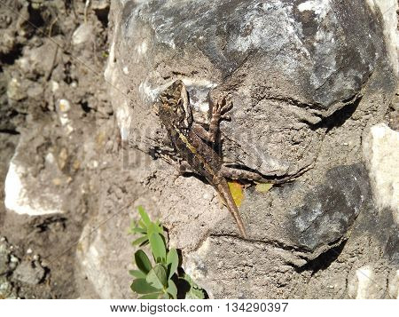Graceful Green Lizard Predator Basks On Rock In Sun.