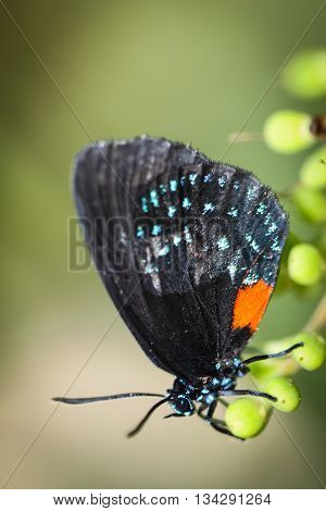 A colorful Eumaeus Atala butterfly sitting on green leaves.