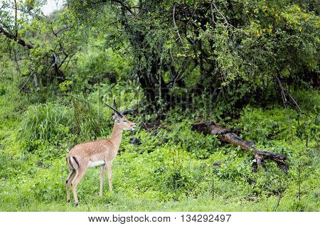Dorcas Gazelle (Gazella dorcas neglecta) grazing in the rain at Maasai Mara National Park, Kenya.