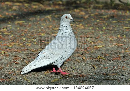 Pigeon. Dove. The large bird genus Columba comprises a group of medium to large stout-bodied pigeons, often referred to as the typical pigeons. Light gray pigeon.