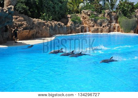 Puerto De La Cruz, Tenerife, Spain - July 5: Water Shows With Dolphins In Loro Park (loro Parque) On
