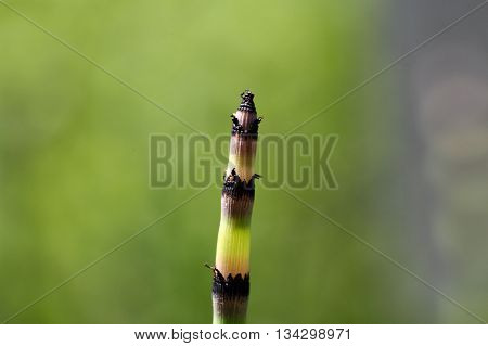 A steam of rough horsetail (Equisetum hyemale)