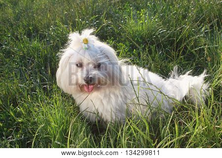 White dog in the green grass - Bichon Maltese Dog Breed