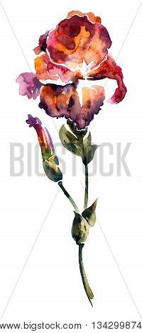 Flower. Watercolor and ink painting. Botanical illustration.
