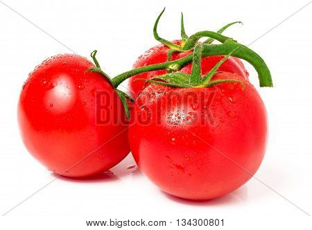 branch of three tomatoes with water droplets isolated on white background.